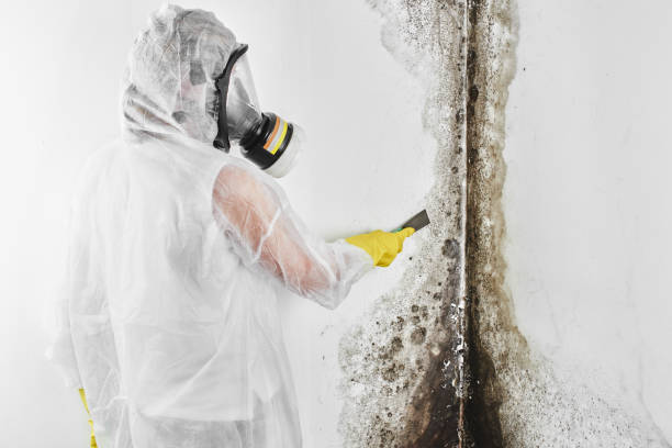 Best Post-Flood Mold Remediation in New Prague, MN
