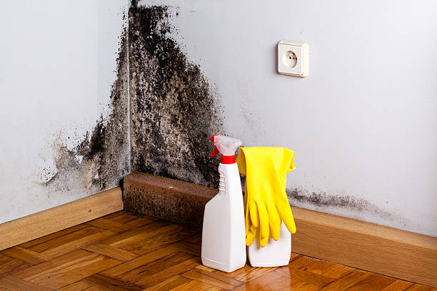 Best Mold Testing and Inspection Services in New Prague, MN